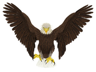 american bald eagle hunting front attack