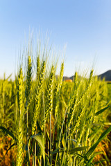 Green barley field on a sunny day