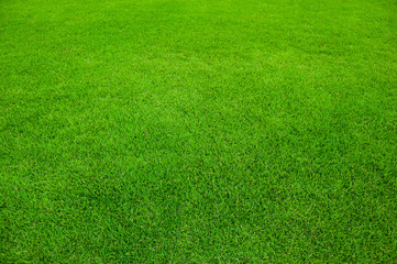 sports field