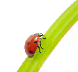 ladybug