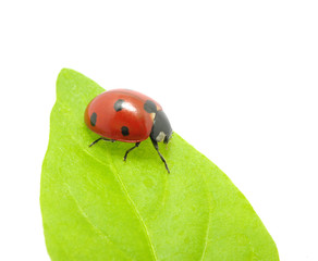 ladybug