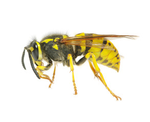 wasp