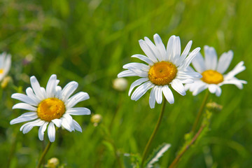 Obraz premium Margeriten