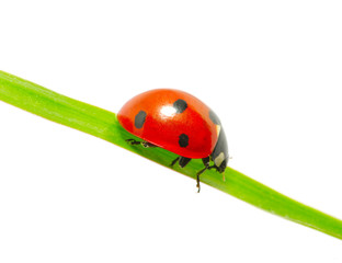 ladybug