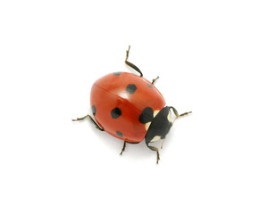 Ladybug