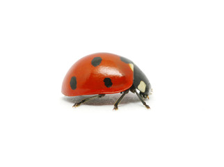 Ladybug