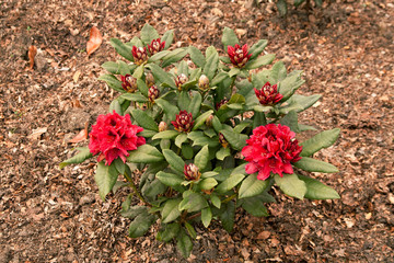 Rhododendron 'Ruby Wedding'