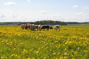 auf dem Land