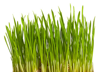 Obraz premium green grass