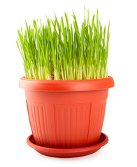red flowerpot with green grass