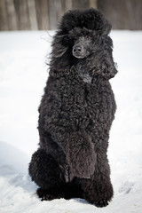 Black Poodle in outdore settings