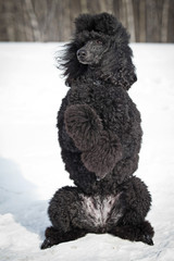 Black Poodle in outdore settings