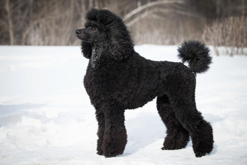 Black Poodle in outdore settings