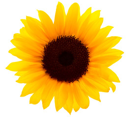 Sonnenblume mit Beschneidungspfad