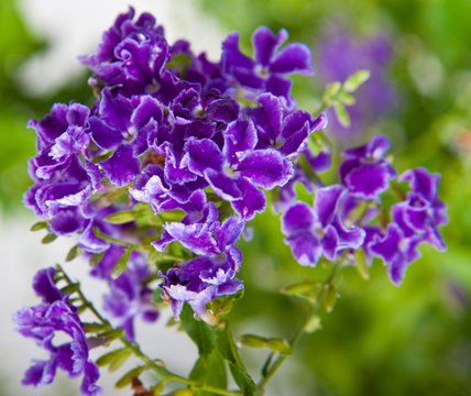 duranta