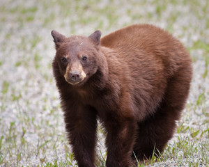 Brown Bear
