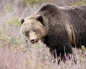 Plakat Grizzly Bear