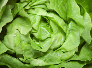 Fototapeta na wymiar lettuce background