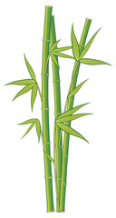 Fototapeta na wymiar Zielony Bambus wynika na białym tle