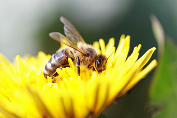Working bee.