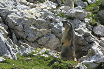 Marmotte en colère