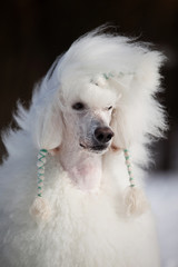 White poodle in outdore settings
