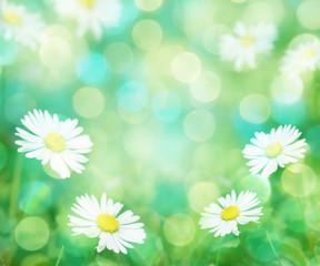Fototapeta na wymiar Daisies spring background