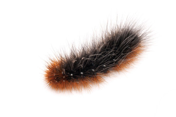 hairy caterpillar