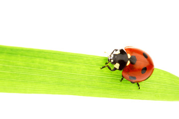 ladybug on grass