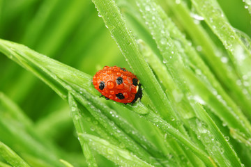 ladybug on grass
