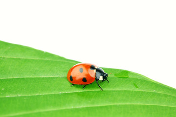 ladybug on leaf