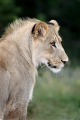 Lion Profile