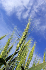 Green wheat ear in hand and sky