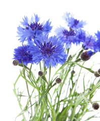 cornflower