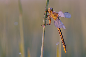 Heidelibelle #028758