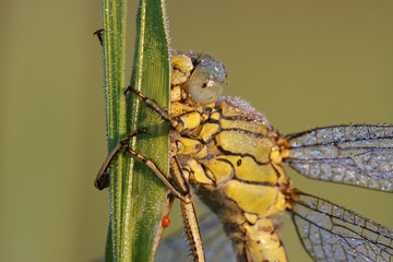 Heidelibelle #028816