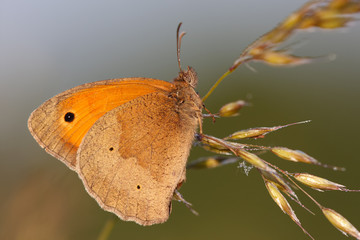 Gro&szlig;es Ochsenauge #028898