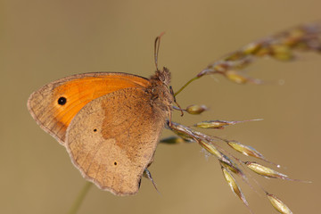 Gro&szlig;es Ochsenauge #028903