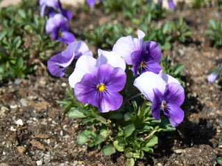 Violet pansy flower