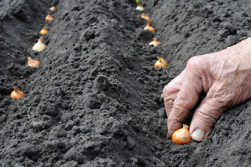 planting the onion