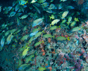 Fish aggregation  on a shipwreck in south east Florida.