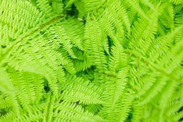 Fern leaves