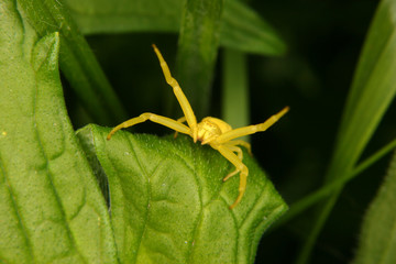 Veränderliche Krabbenspinne (Misumena vatia)