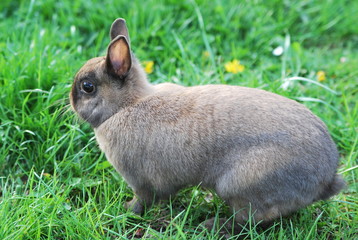 Braunes Kaninchen