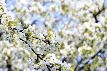 Cherry tree in spring