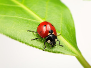 coccinelle
