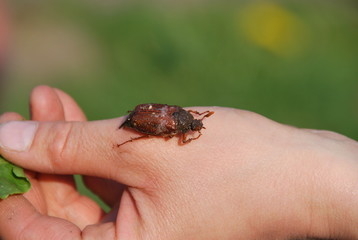 Käfer