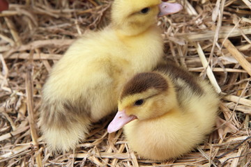 Two ducklings on hay