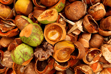 Detail of coconuts