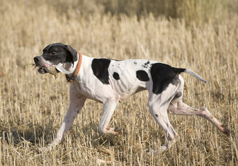 Pointer with quail